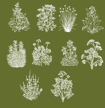 Aromatic Cooking Herbs clipart