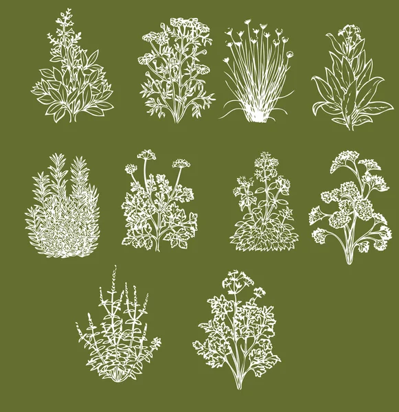 Herbes aromatiques de cuisson — Image vectorielle