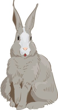 Rabbit Drawn clipart