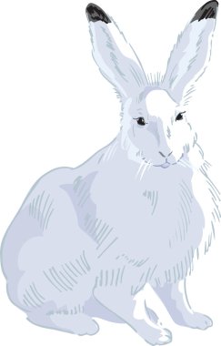 Rabbit Drawn2 clipart