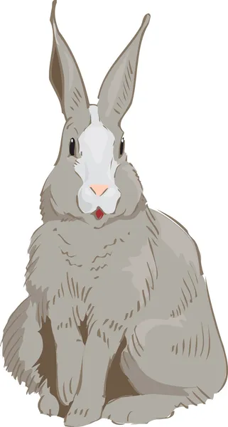 ウサギの描画 — ストックベクタ