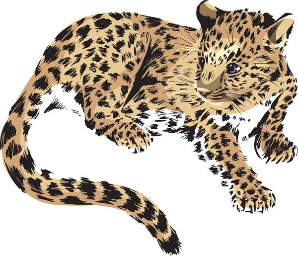 Panther, cub av en vild katt — Stock vektor