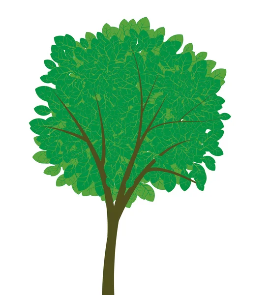 Árbol verde — Archivo Imágenes Vectoriales