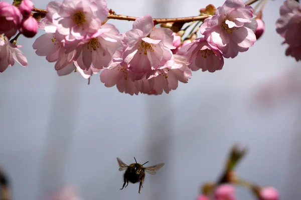 stock image Cherry blossom