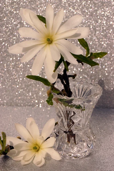 Magnolia stellata — Foto Stock