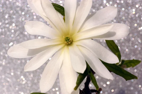 Magnolia stellata — Stockfoto