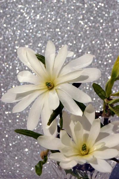 Magnolia stellata — Foto de Stock