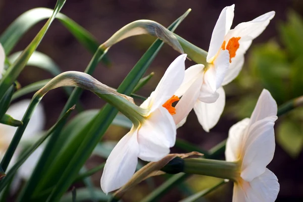 Narcissus Stockfoto