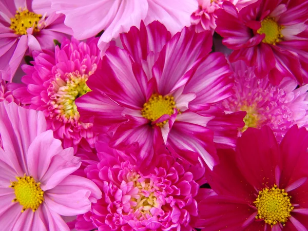 Arrangement of pink Cosmea blossoms — Stock Photo, Image