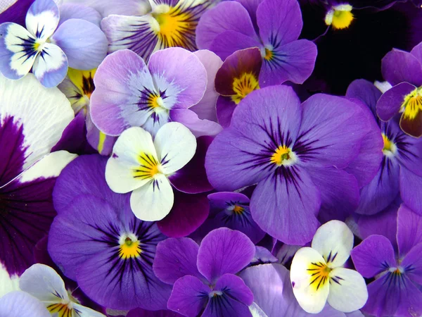 Violets. Arrangement of violet blossoms — Stock Photo, Image