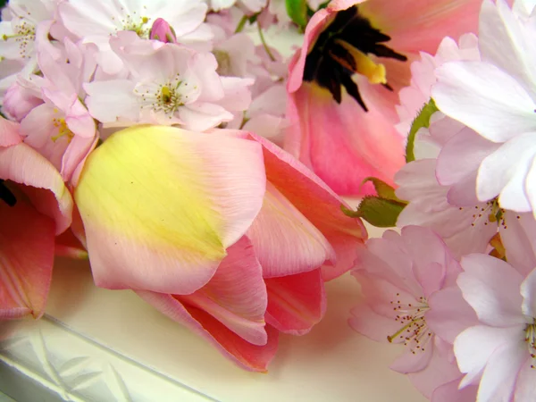 Tulipano dei fiori di ciliegio — Foto Stock