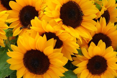 Sunflower field clipart