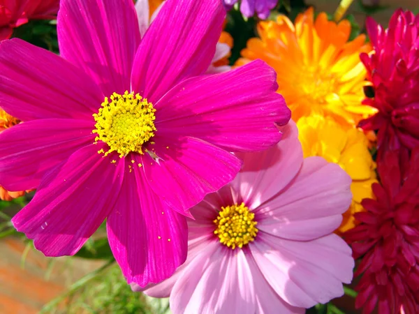 Cosmea. Arreglo de flores de Cosmea —  Fotos de Stock