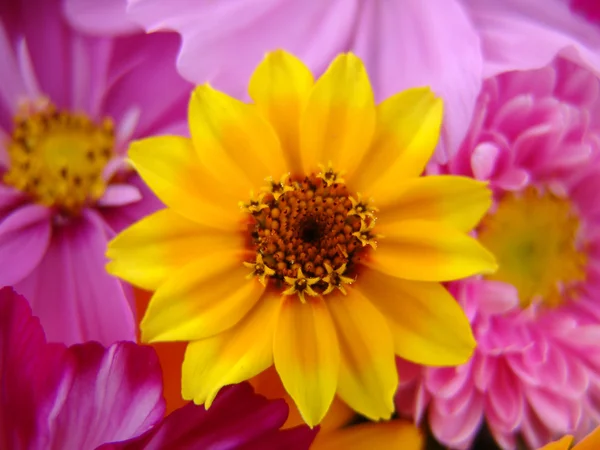 Cosmea. Композиція з Cosmea цвітінням — стокове фото