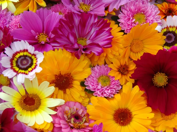 Cosmea. Elrendezése virágok Cosmea Stock Kép