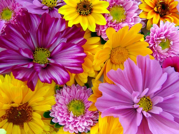 Cosmea. Arranjo de flores de Cosmea Fotos De Bancos De Imagens Sem Royalties