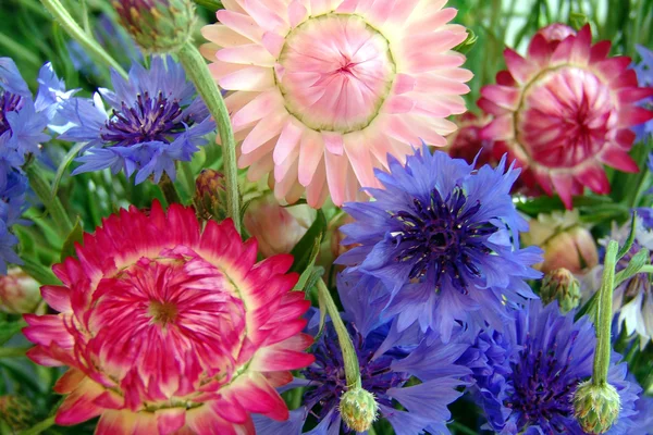 Flores de paja y acianos — Foto de Stock