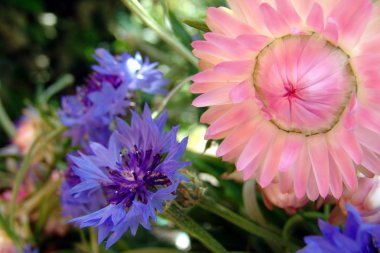 Straw flowers and cornflowers clipart