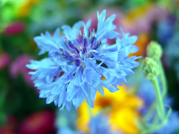 Blauwe korenbloemen — Stockfoto