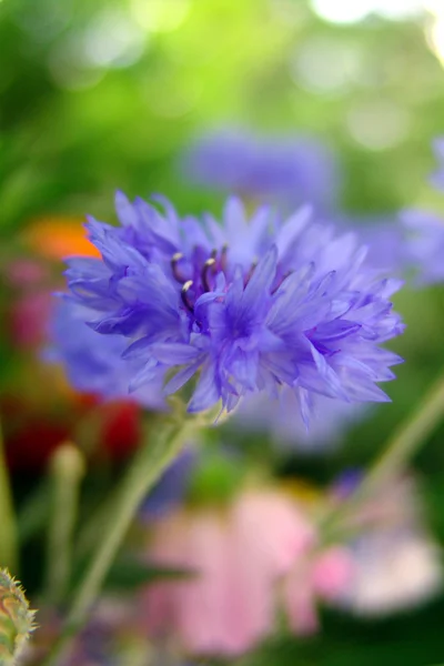 Blauwe korenbloemen — Stockfoto