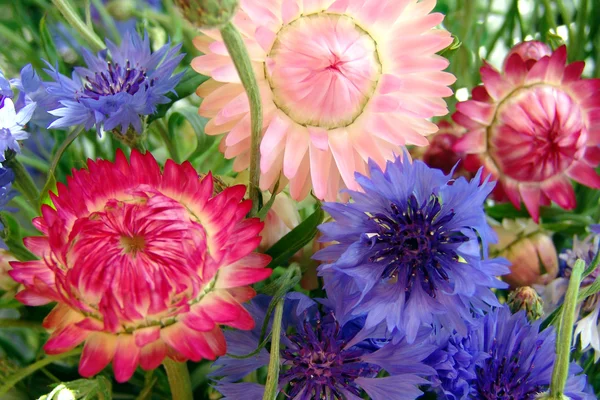 밀 짚 꽃과 cornflowers — 스톡 사진