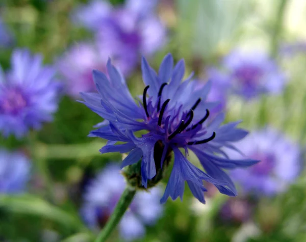 Flores de milho azuis Imagem De Stock