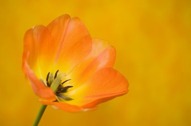 Orange Tulip in Full Bloom clipart