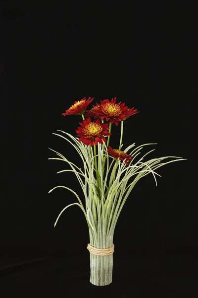 stock image Red and Yellow Mum in Tall Grass