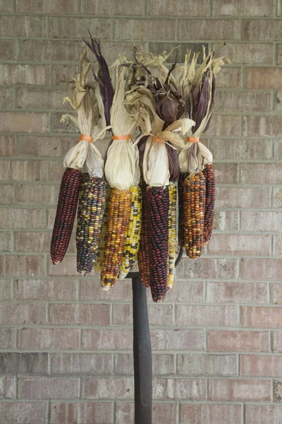 Multi Colored Indian Corn Hanging on a Pitchfork