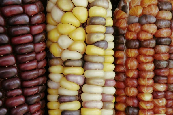 stock image Close up of Indian Corn