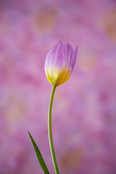 Pink and Yellow Tulip Against Pastel Background — Stock Photo, Image
