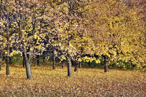 秋天的壁纸 — 图库照片