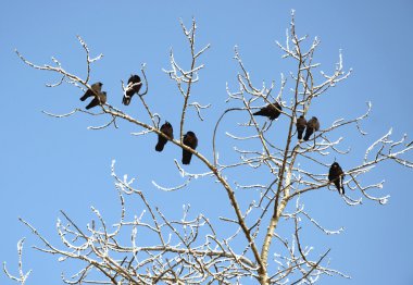 Rooks ağacında kış