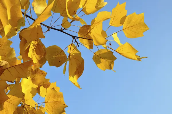 Ramo com folhas de outono amarelas — Fotografia de Stock