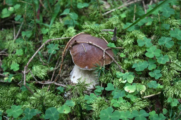 Fungus in the meadow — Stock Photo, Image