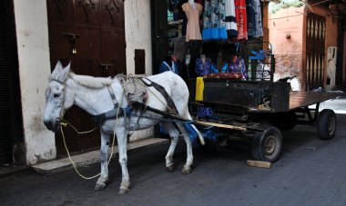 eyerlenmiş eşek