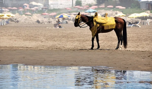 Pferd am Strand — Stockfoto