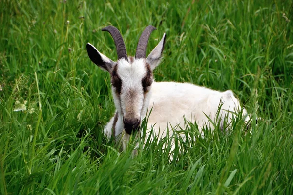 Лживая коза — стоковое фото