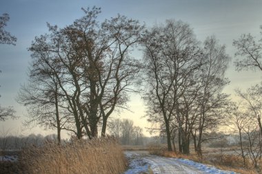 ormanda peyzaj hdr fotoğraf