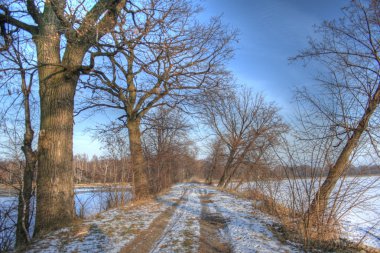 ormanda peyzaj hdr fotoğraf