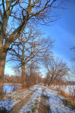 ormanda peyzaj hdr fotoğraf