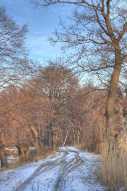 ormanda peyzaj hdr fotoğraf