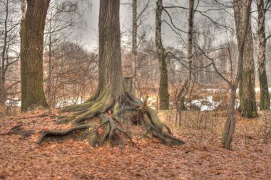 ormanda peyzaj hdr fotoğraf