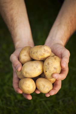 Grup patates