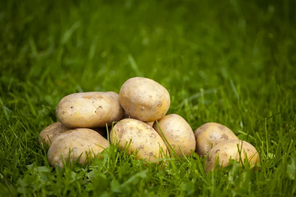 集团的土豆 — 图库照片