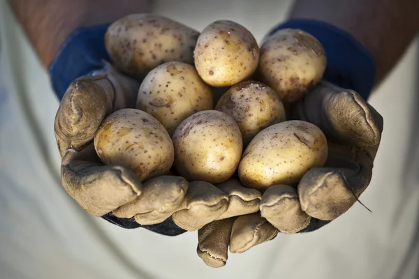 Groupe de pommes de terre — Photo