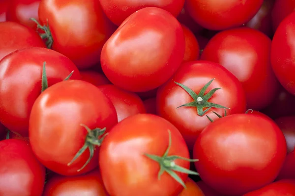 Čerstvá červená rajčata — Stock fotografie