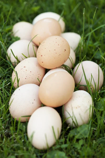 Färska ägg i trädgården — Stockfoto