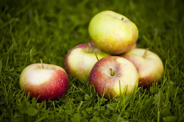 Taze elma — Stok fotoğraf