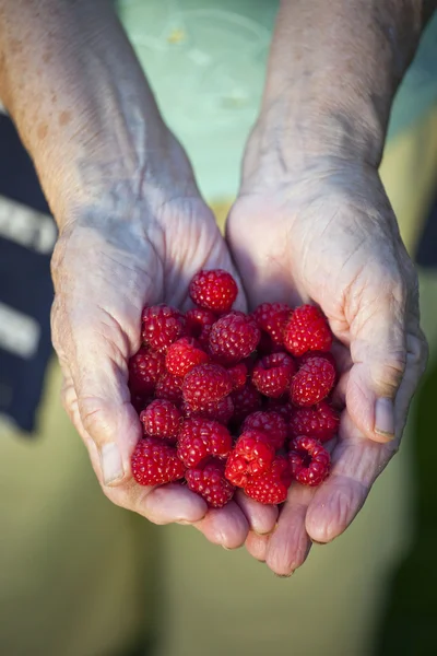 Group of raspberries — Stock Photo, Image
